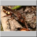 Nomada flava  - Wespenbiene w24.jpg